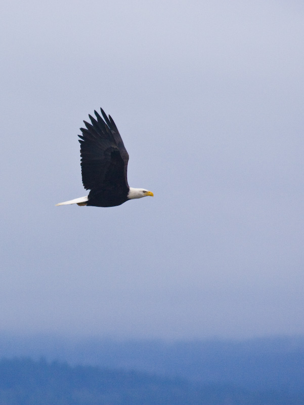 Bald Eagle In Flight